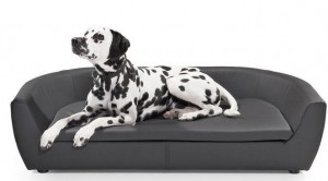 canapea pentru animale de companie in case moderne